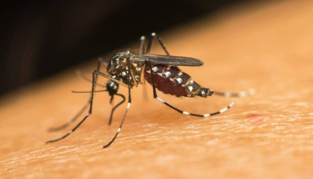 Dengue in Nepal: A Growing Concern this Season - CAMS Nepal